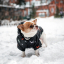 Зимний комбинезон куртка для маленьких собак Terry черный XL-3